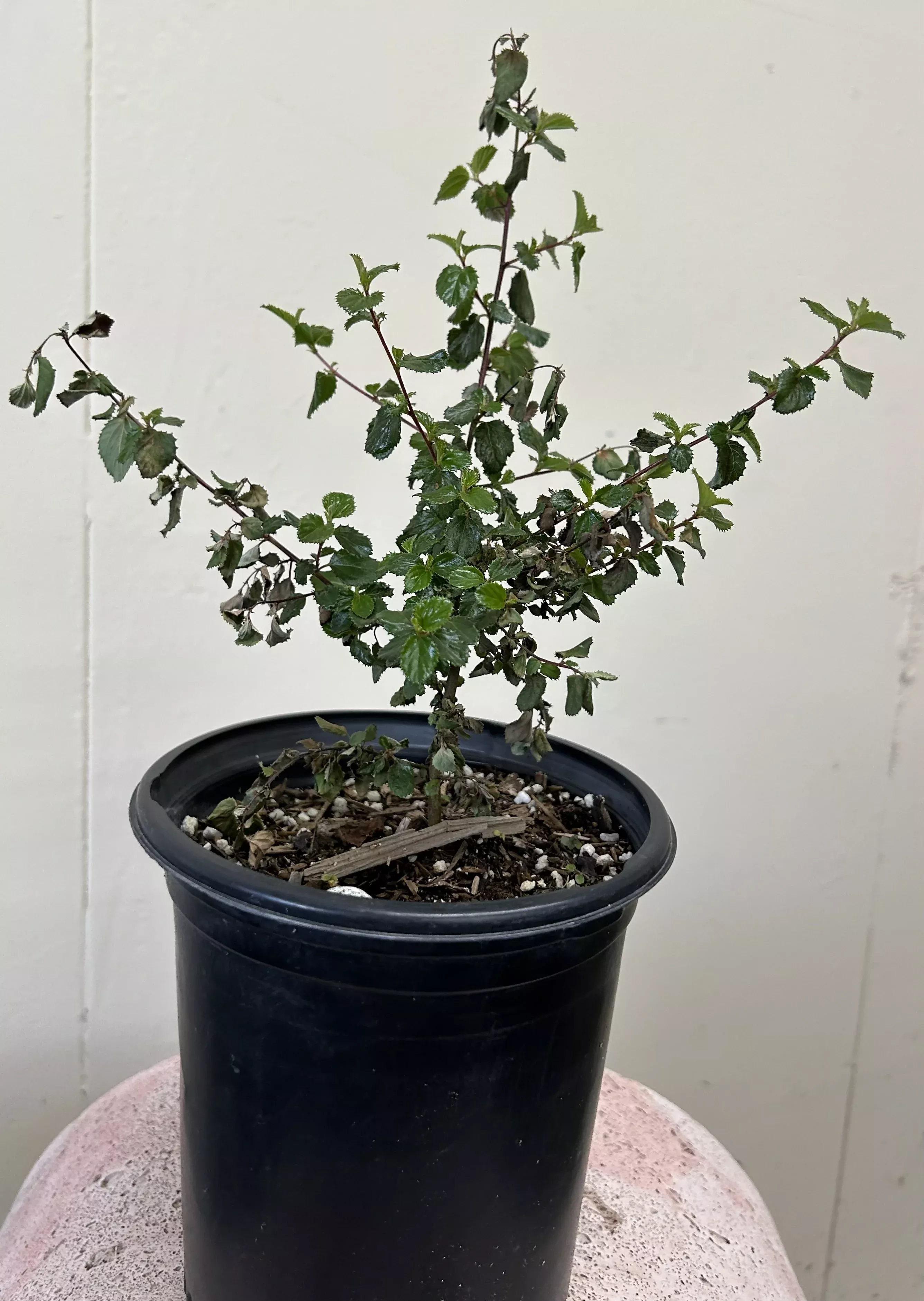 Ceanothus tomentosus, Woollyleaf Ceanothus