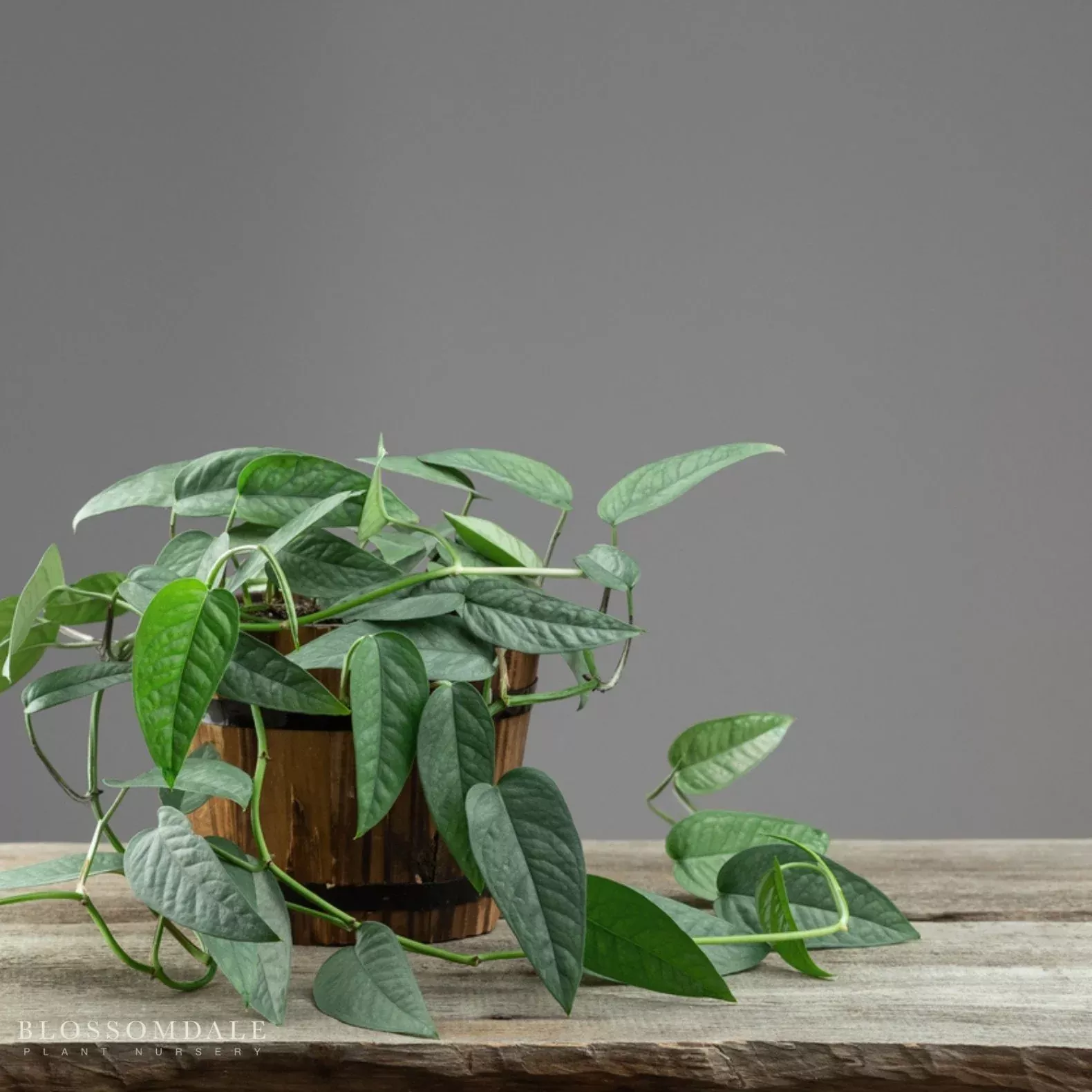 cebu-blue-pothos Cebu Blue Pothos
