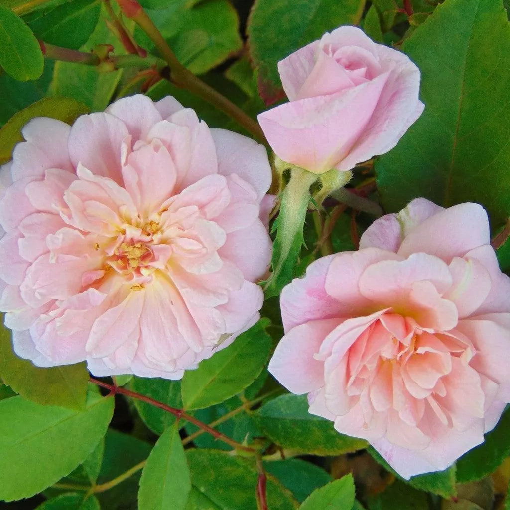 cecile-brunner-potted-climbing-rose Cecile Brunner™ Potted Climbing Rose