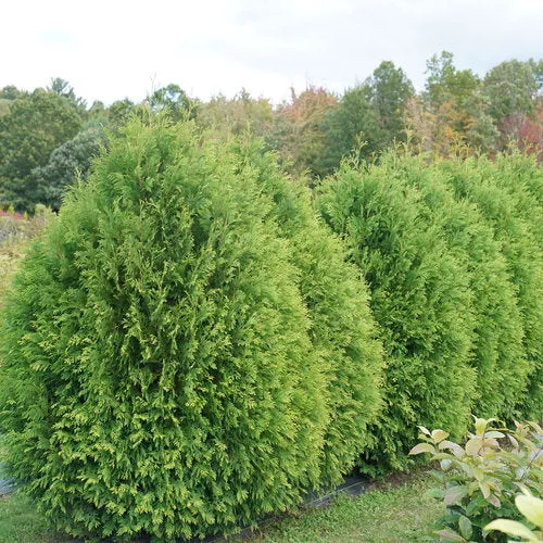 cedar-cheer-drops Cedar 'Cheer Drops'