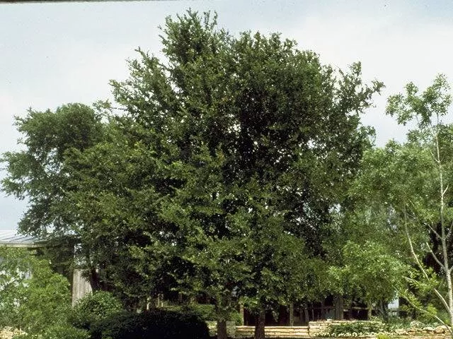 Cedar Elm
