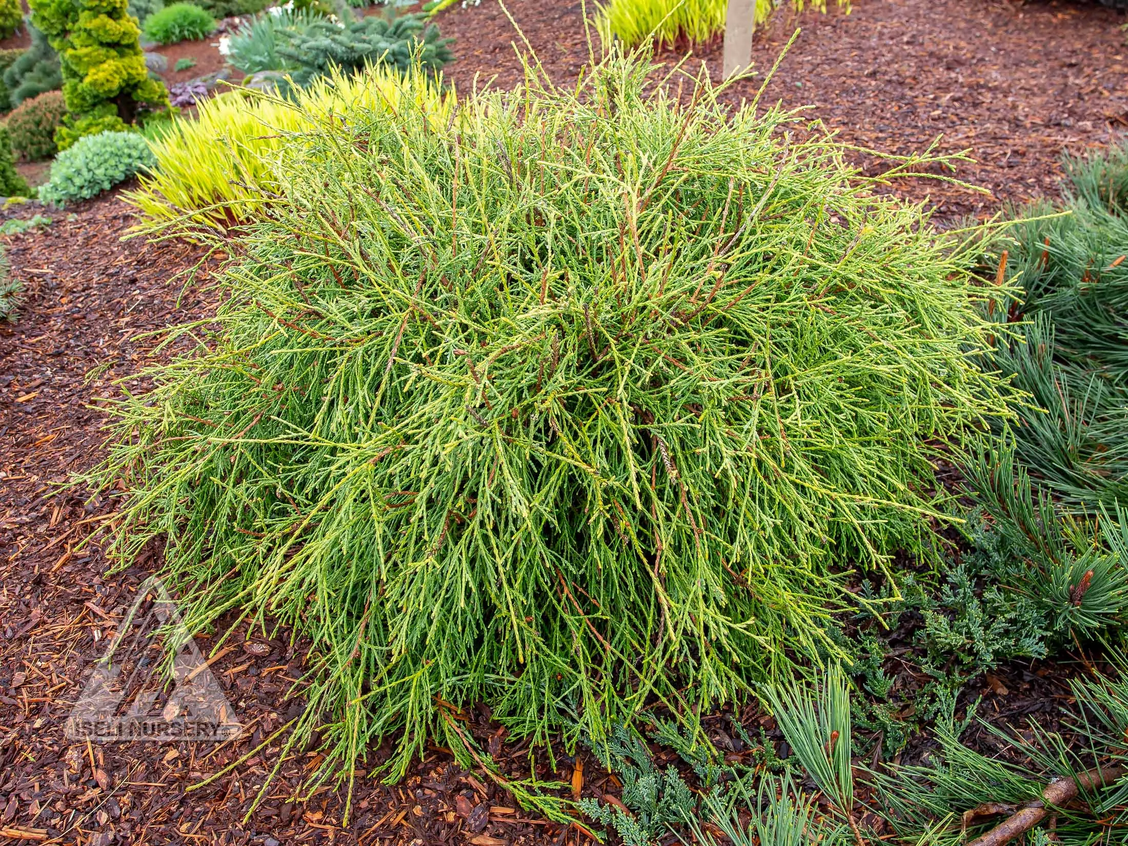cedar-filiformis Cedar 'Filiformis'