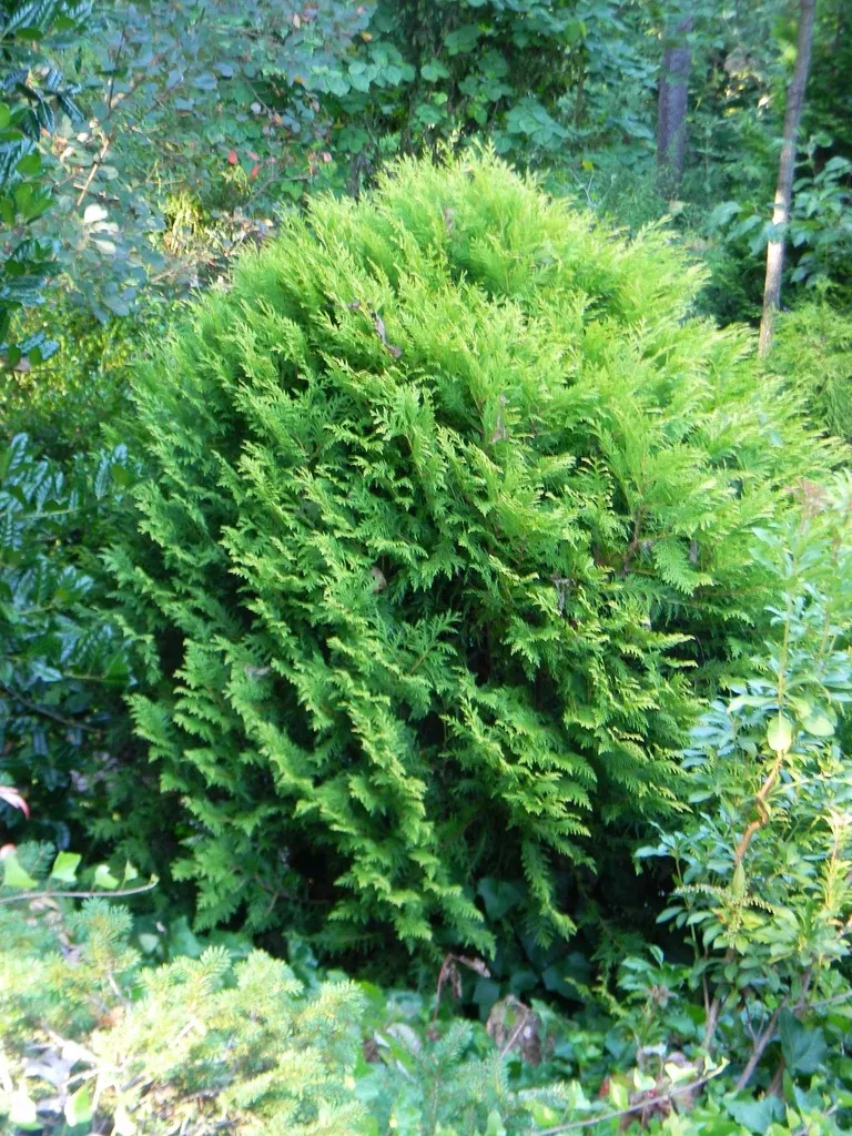 cedar-hetz-midget-1-gal-is Cedar: 'Hetz Midget' - 1 Gal (IS)