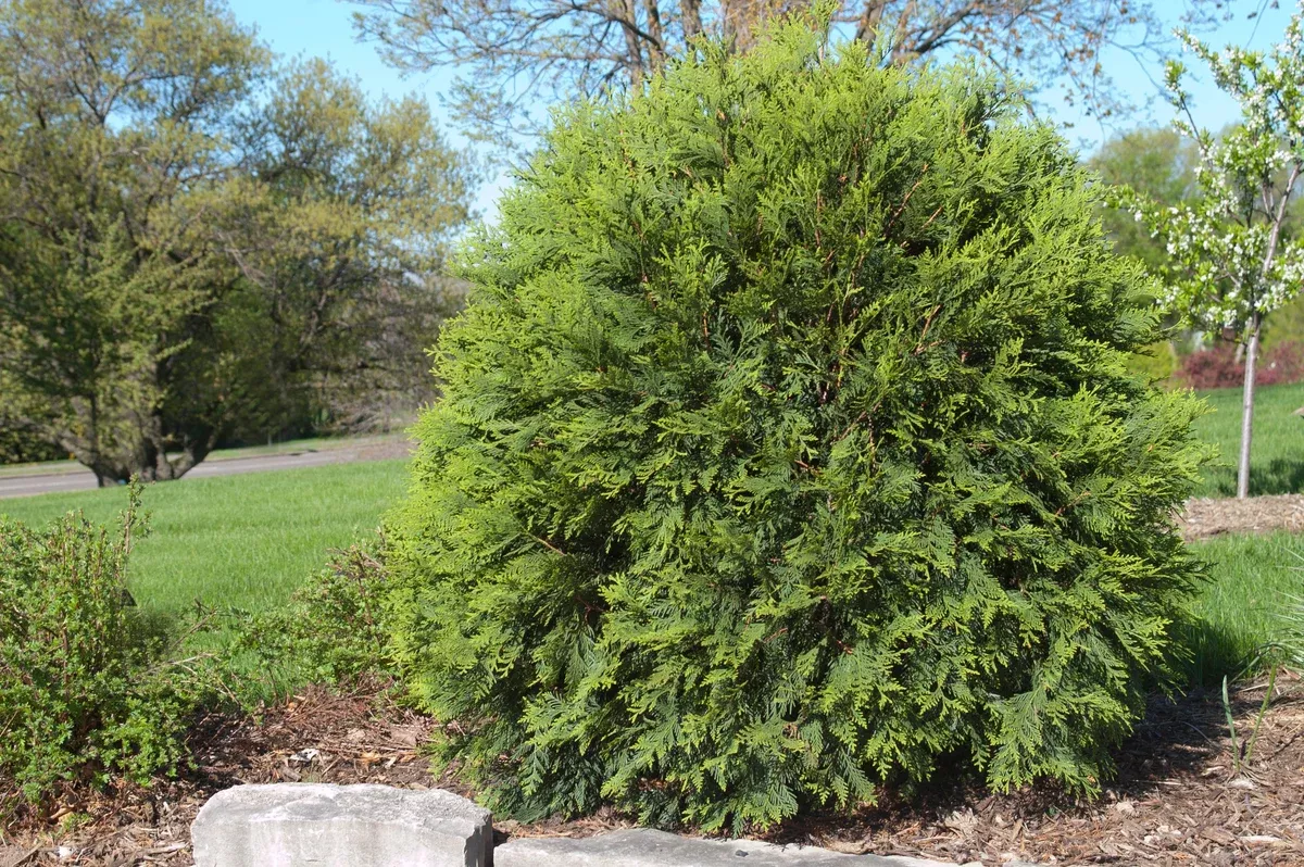 Cedar:'Little Giant' 2 gal (Au)