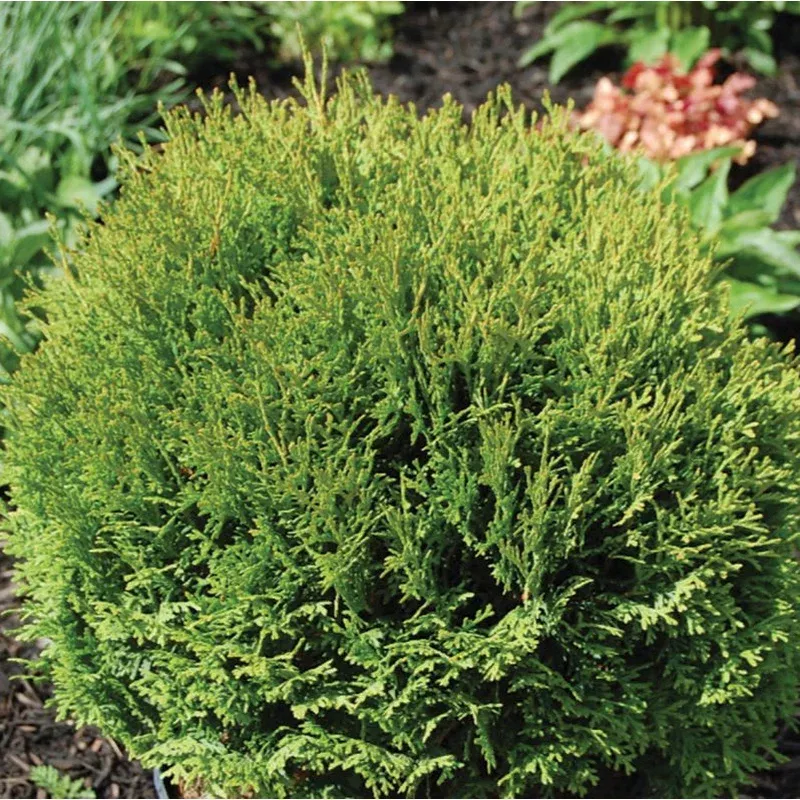 cedar-little-giant-globe Cedar 'Little Giant Globe'