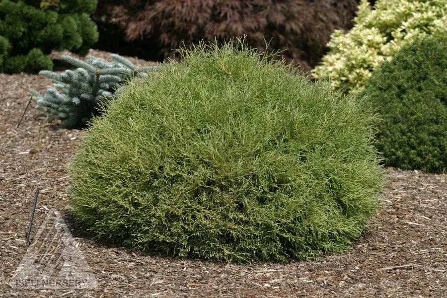 cedar-mr-bowling-ball Cedar 'Mr. Bowling Ball'