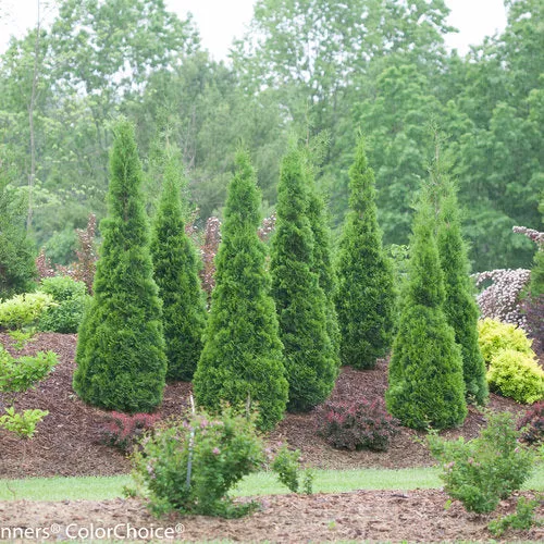 cedar-north-pole Cedar 'North Pole'