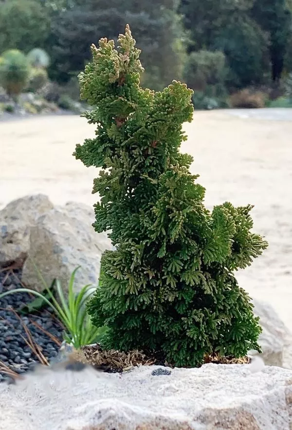 cedar-primo-3-gal-is Cedar: 'Primo' - 3 Gal (IS)