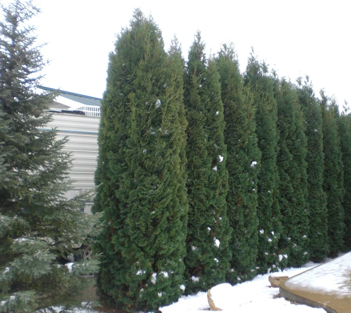 cedar-skybound-2gal-jf Cedar: 'Skybound' - 2gal Jf)