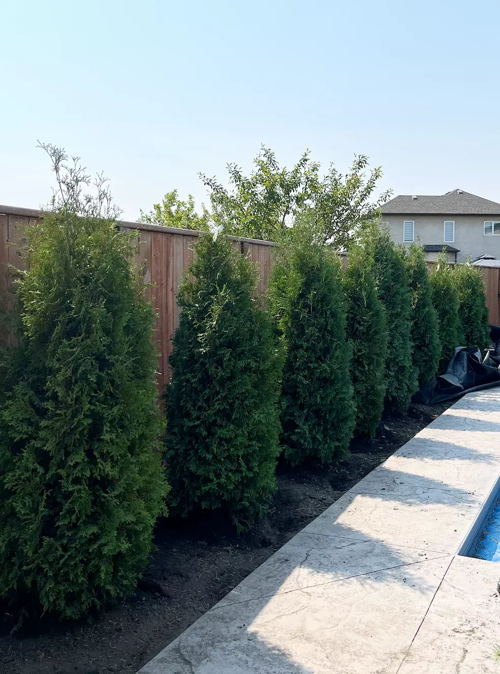 cedar-skybound Cedar 'Skybound'