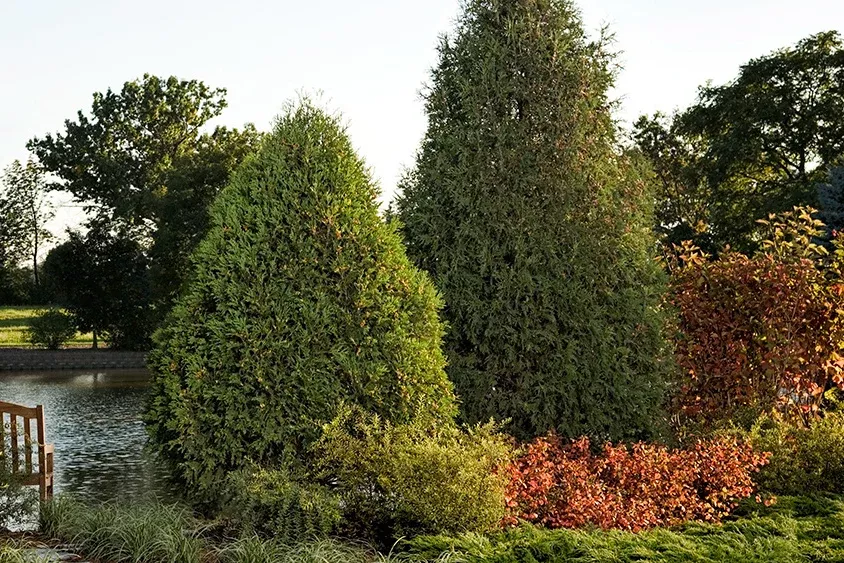 cedar-technito Cedar 'Technito'