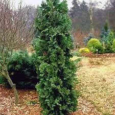 Cedar: 'Zmatlik' - 3 Gal (IS)