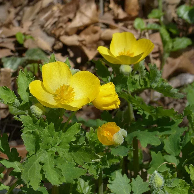 celandine-poppy Celandine Poppy