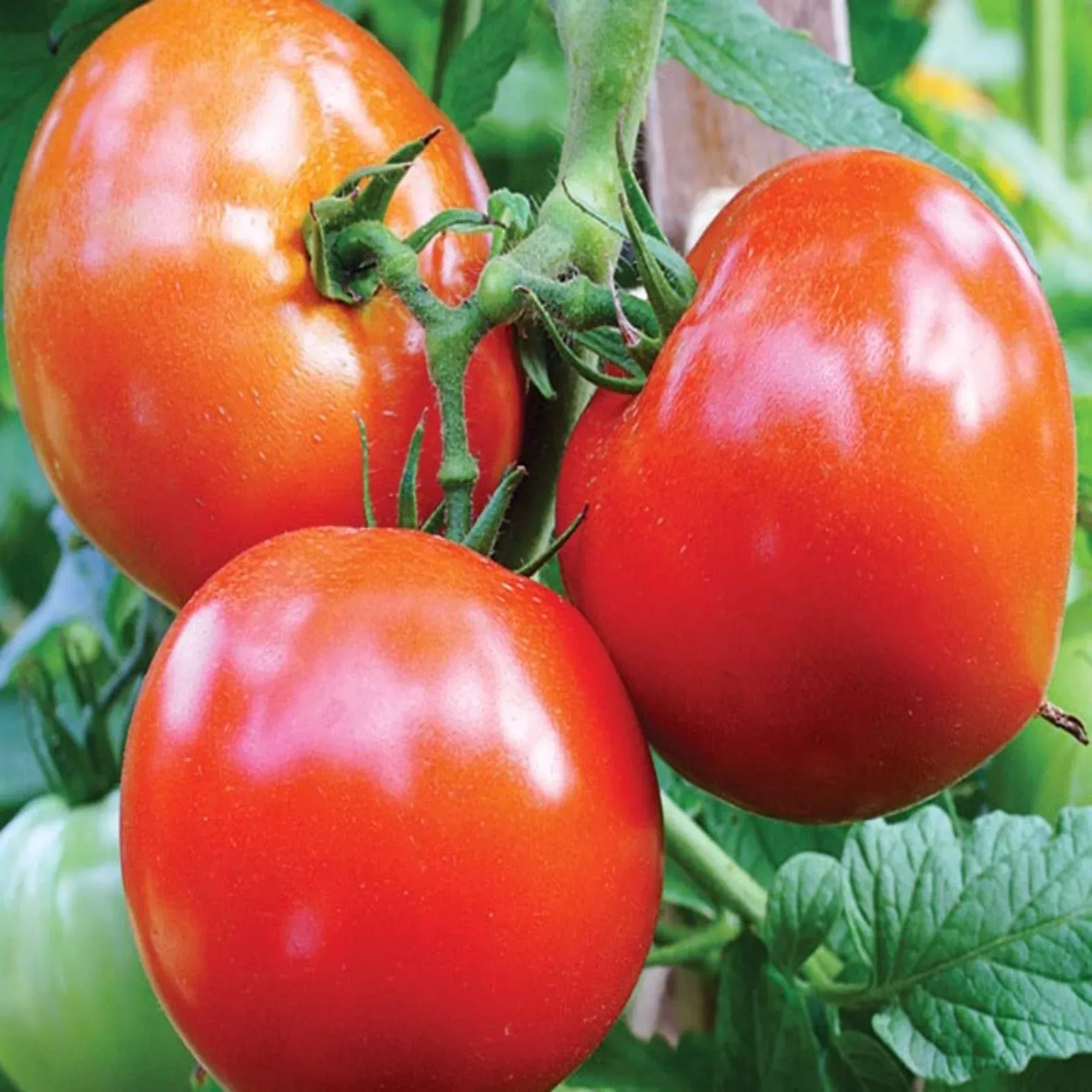 celebrity-hybrid-tomato-seeds Celebrity Hybrid Tomato Seeds