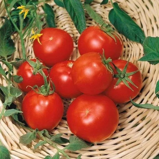 Celebrity Plus Tomato Seeds
