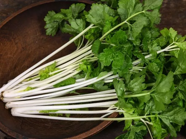 celery-chinese-white Celery 'Chinese White'