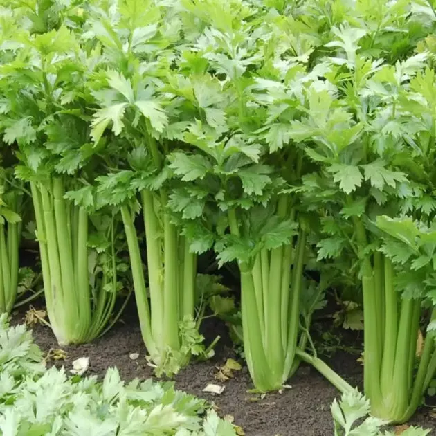 celery-smallage-seeds-apium-graveolens-wild-celery-leaf-celery-herb-garden-seed- Celery Smallage Seeds — Apium graveolens Wild Celery / Leaf Celery, Herb Garden & Seed-Spice Plant, Pollinator-Friendly Umbel Flowers, Moist-Soil Outdoor Growing, 1000 Seeds