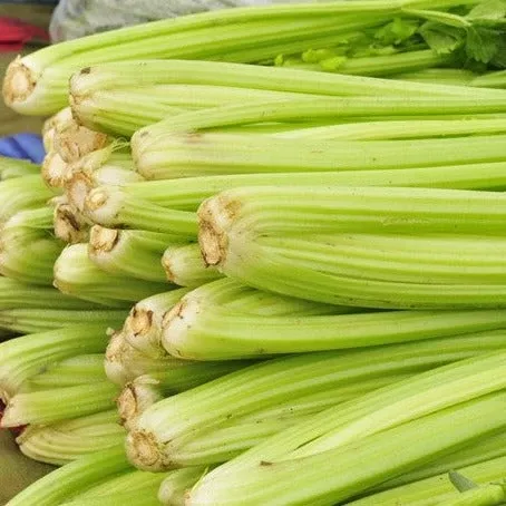 celery-tall-utah-52-70-seeds Celery - Tall Utah 52-70 seeds