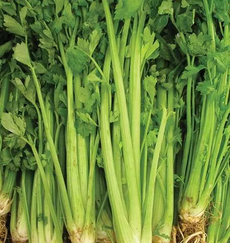 celery-tall-utah-52-70 Celery - Tall Utah 52-70