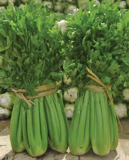 celery-tango-coated-certified-organic Celery Tango (Coated) Certified Organic