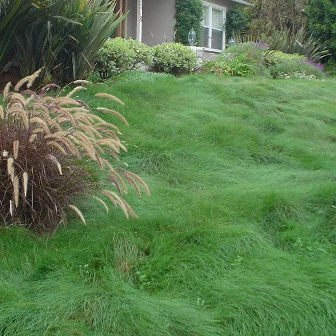 celestial-strong-creeping-red-fescue Celestial Strong Creeping Red Fescue