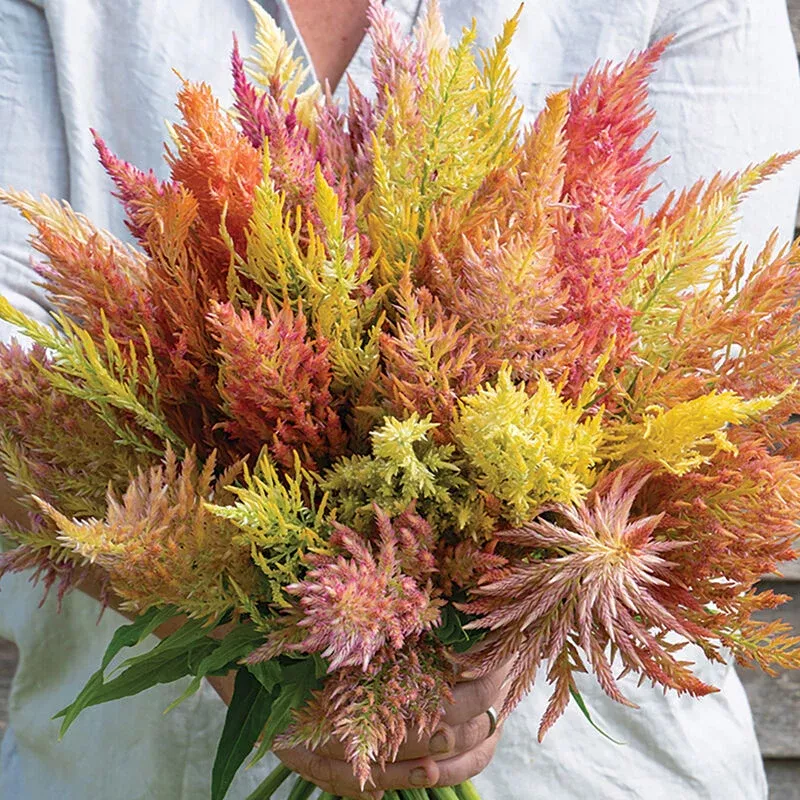 Celosia: Shimmer