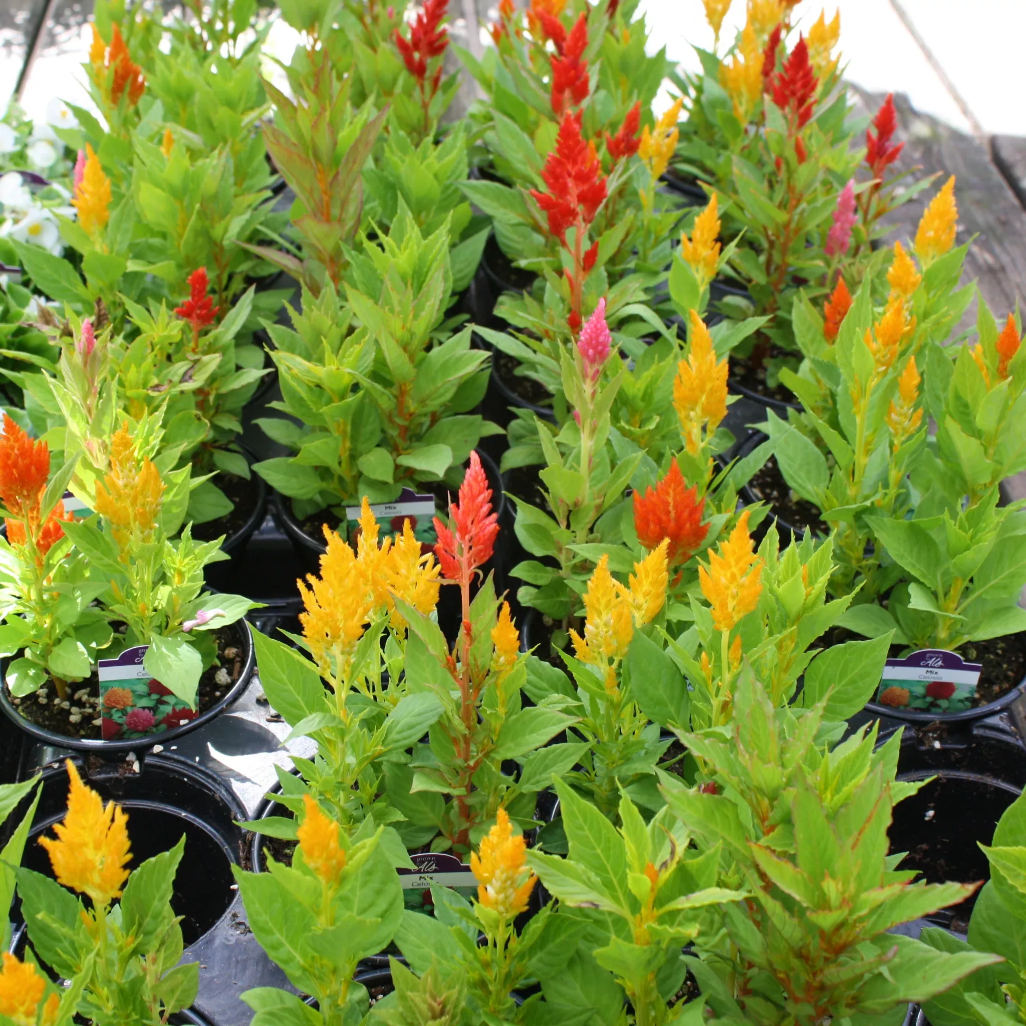 Celosia