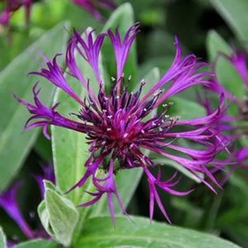 centaurea-amethyst-dream Centaurea 'Amethyst Dream'