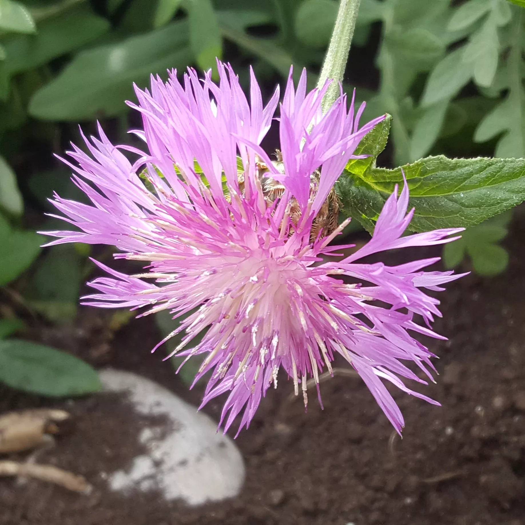 centaurea-dealbata-cornflower Centaurea dealbata Cornflower