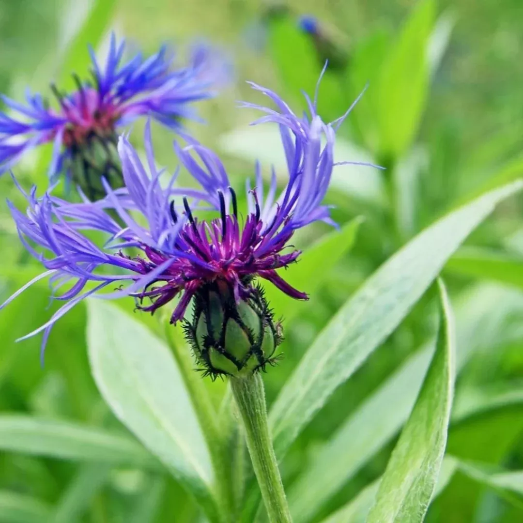 centaurea-montana Centaurea montana