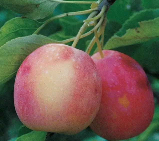 centennial-crabapple Centennial Crabapple