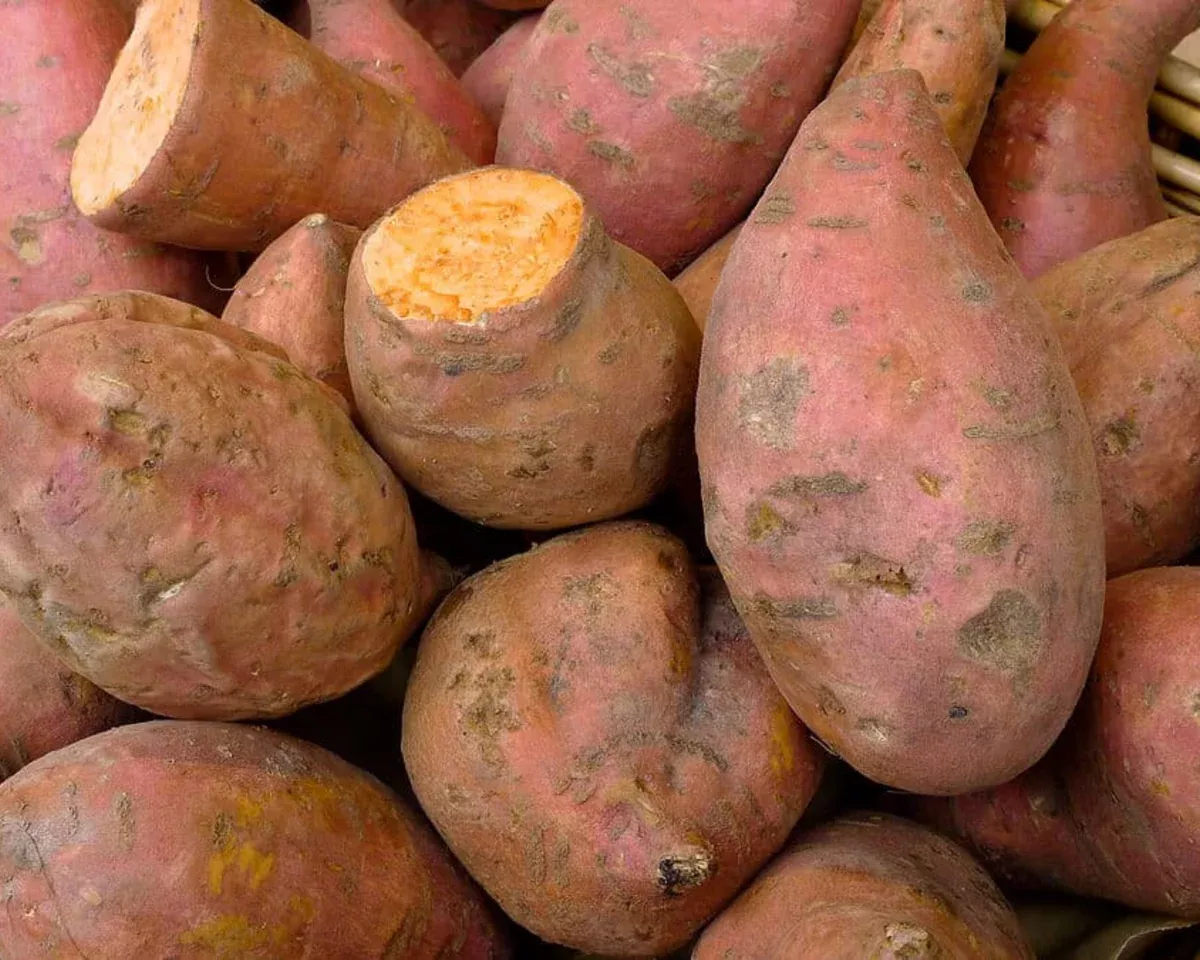 Centennial Sweet Potato Plants