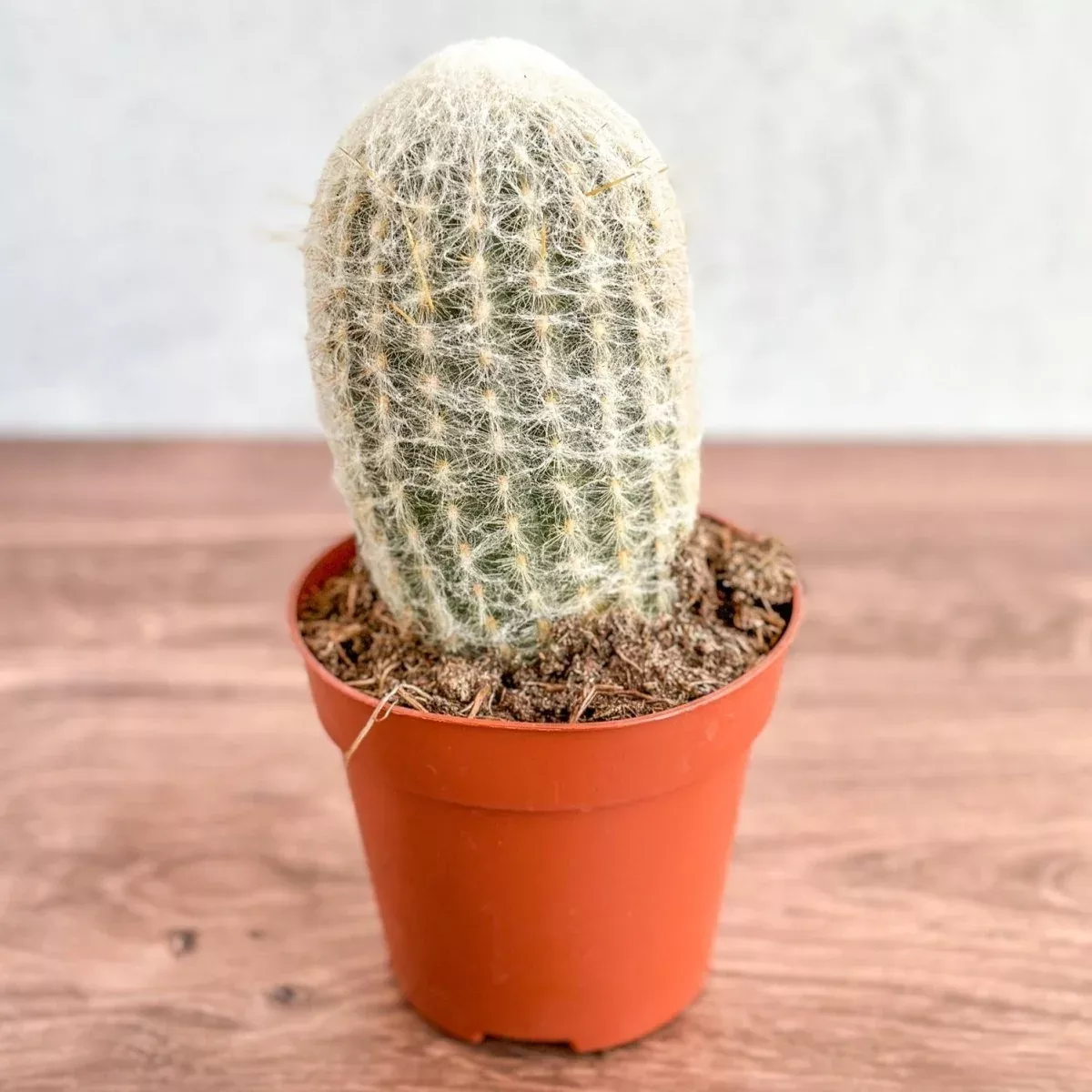 cephalocereus-senilis-peruvian-old-man-cacti Cephalocereus senilis - Peruvian Old Man Cacti