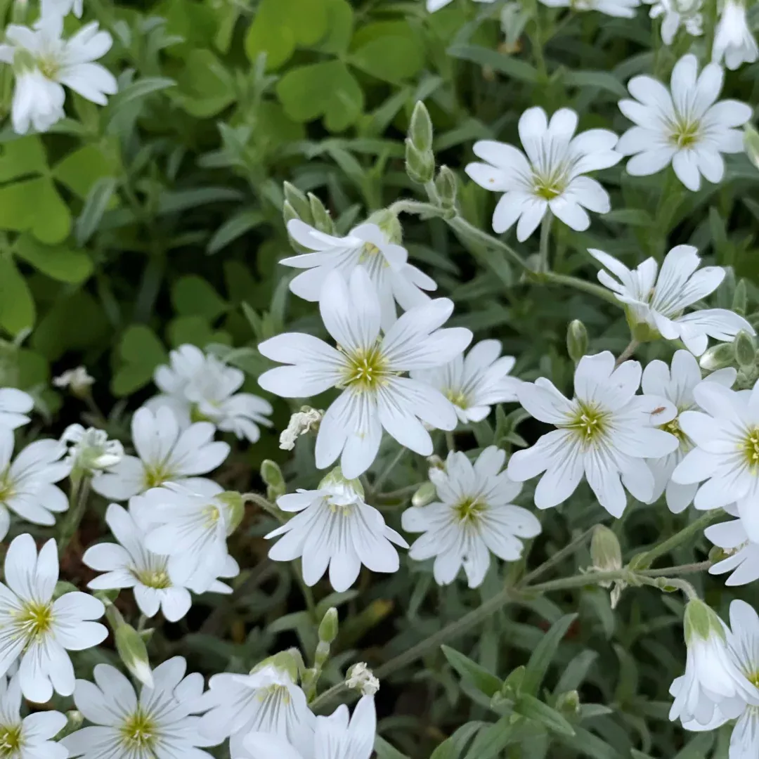 cerastium-silver-carpet Cerastium 'Silver Carpet'