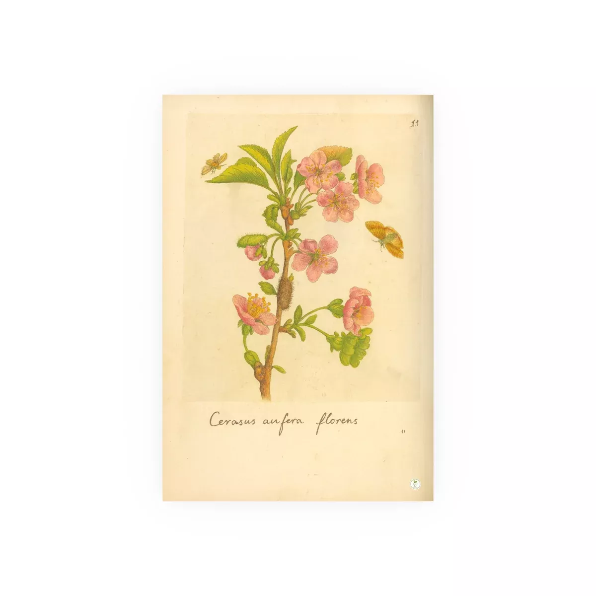 cerasus-ausfera-florens-flowering-cherry-with-insects-colorized-reproduction-fro Cerasus ausfera florens (Flowering Cherry) with Insects, Colorized Reproduction from Erucarum Ortus (1717), GoGardenNow Exclusive