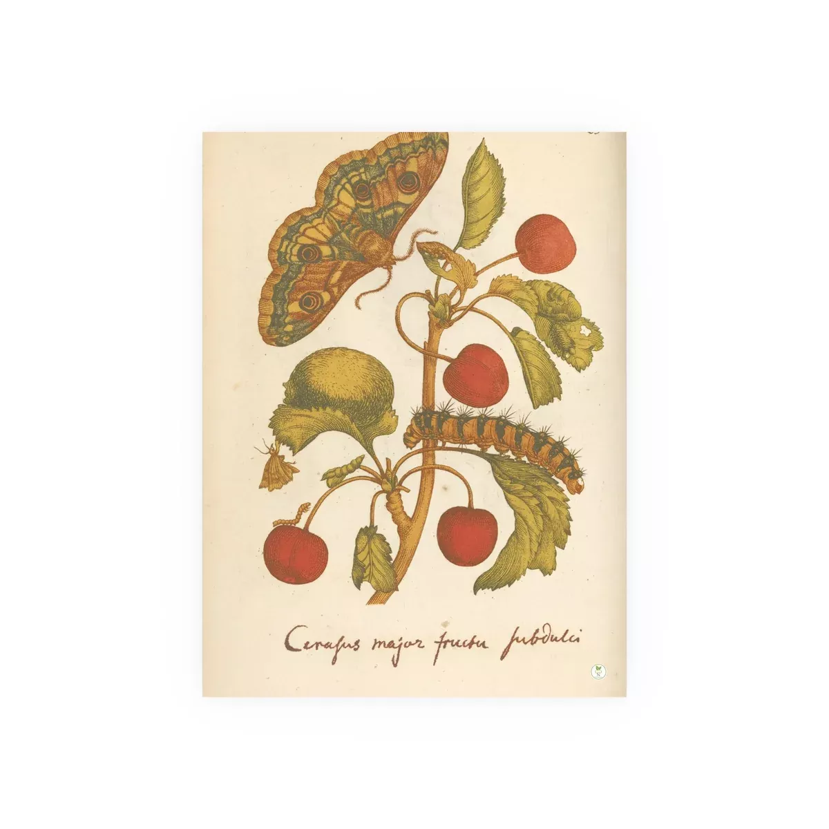 cerasus-major-with-moth-caterpillar-colorized-botanical-engraving Cerasus Major with Moth and Caterpillar, Colorized Botanical Engraving
