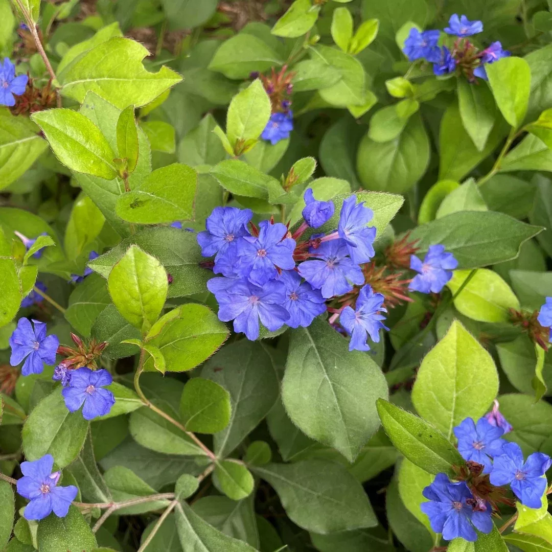 Ceratostigma 'Blue Leadwort'