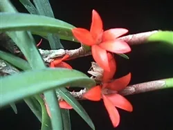 ceratostylis-rubra Ceratostylis rubra