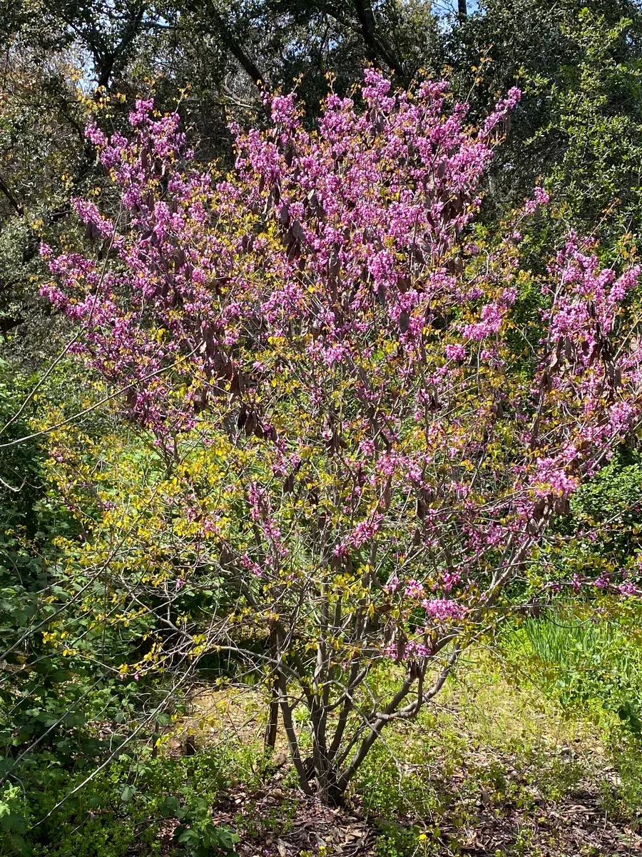 cercis-occidentalis-western-redbud Cercis occidentalis,Western Redbud