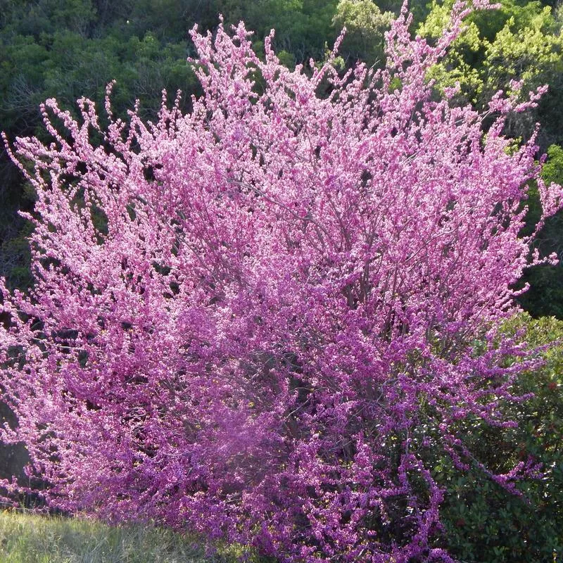 cercis-occidentalis Cercis occidentalis