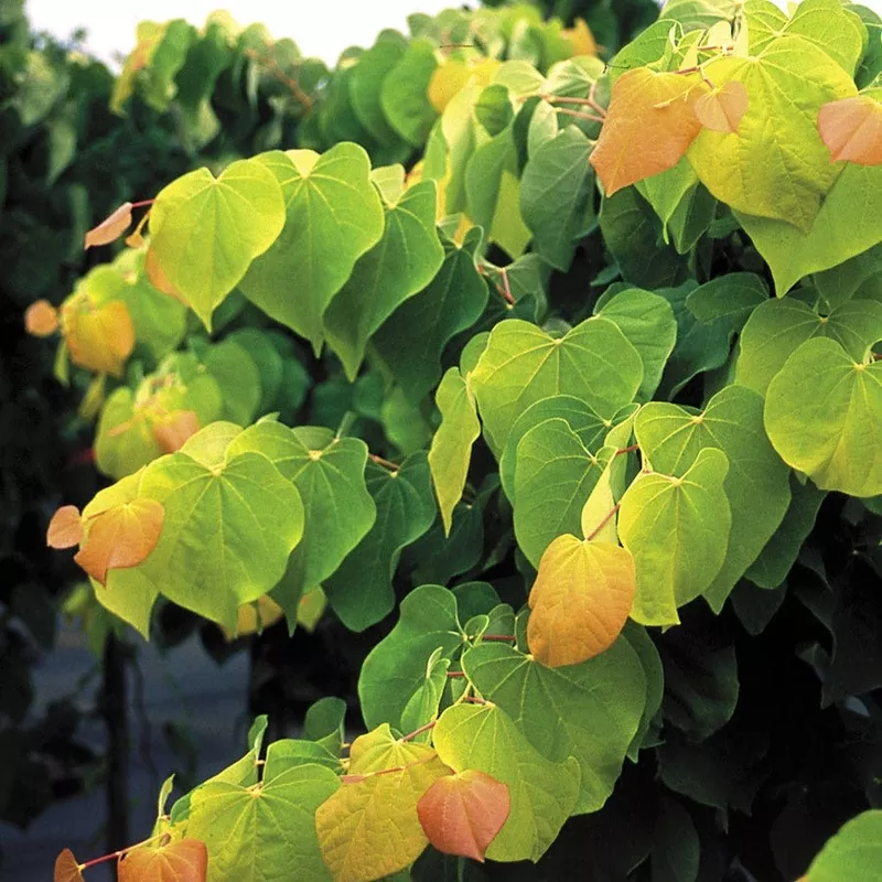 cercis-rising-sun Cercis The Rising Sun