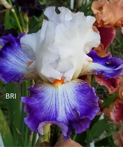 Cercle Bleu