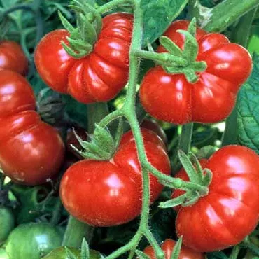 ceylon-tomato Ceylon Tomato