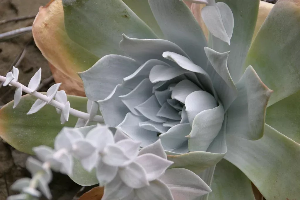 chalk-dudleya Chalk Dudleya