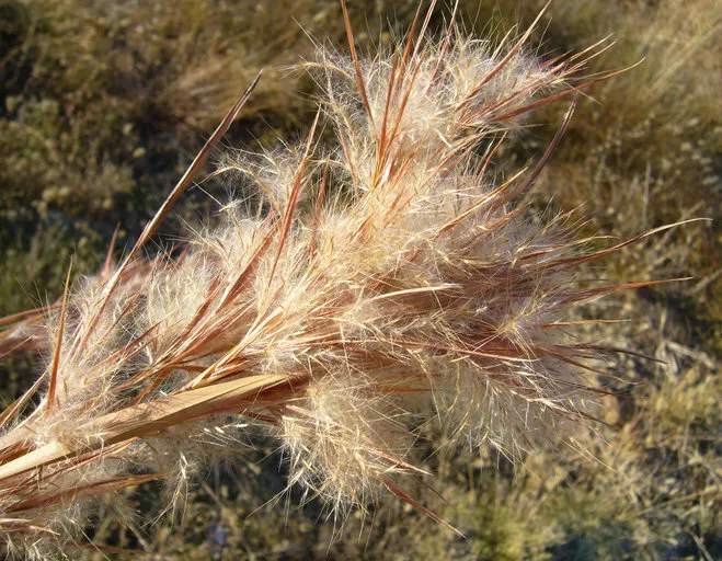 Chalky Bluestem