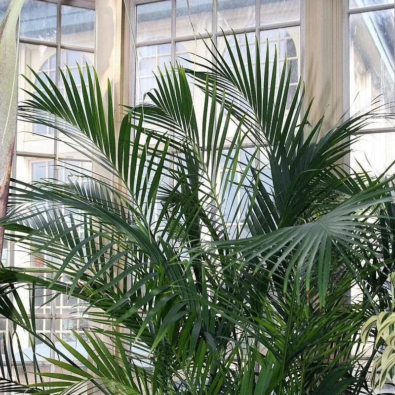 chamaedorea-cataractarum-cat-palm Chamaedorea cataractarum 'Cat Palm'