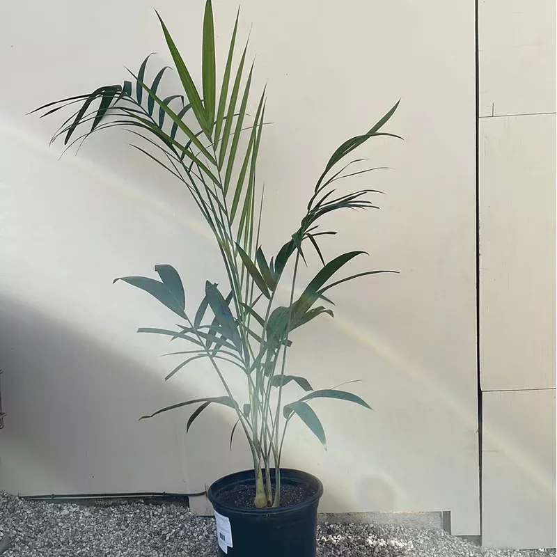 Chamaedorea radicalis Tree Form,
