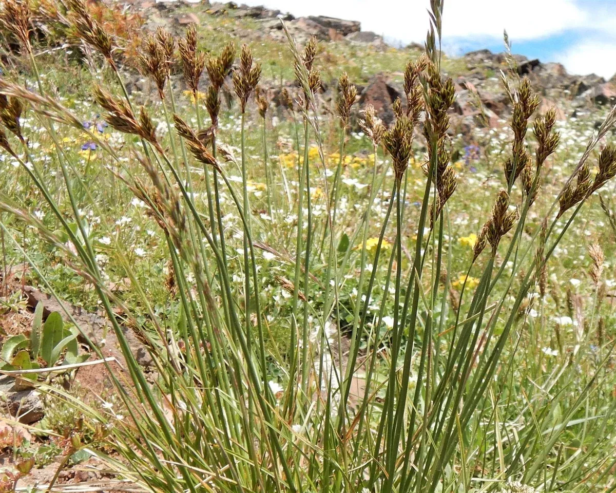 chamisso-sedge-seeds-carex-pachystachya Chamisso Sedge Seeds (Carex pachystachya)