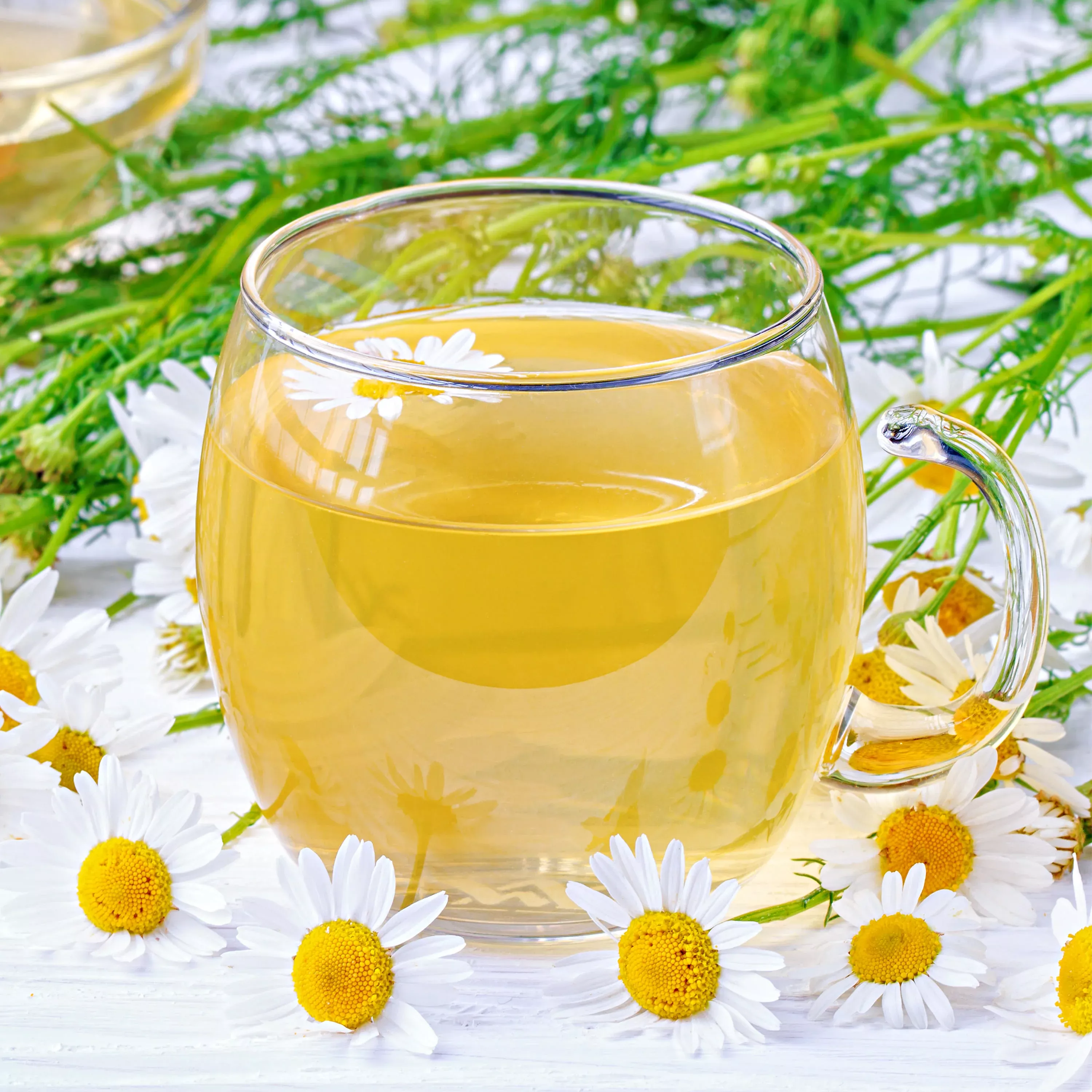 chamomile-2-pack Chamomile (2 Pack)