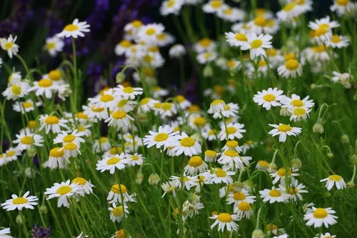 chamomile-bodegold Chamomile, Bodegold
